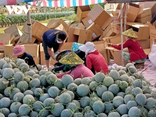 Người trồng dưa lưới Bình Thuận háo hức chờ vụ dưa Tết
